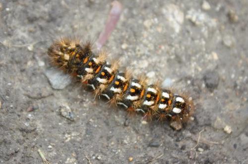 Acronicta rumicis